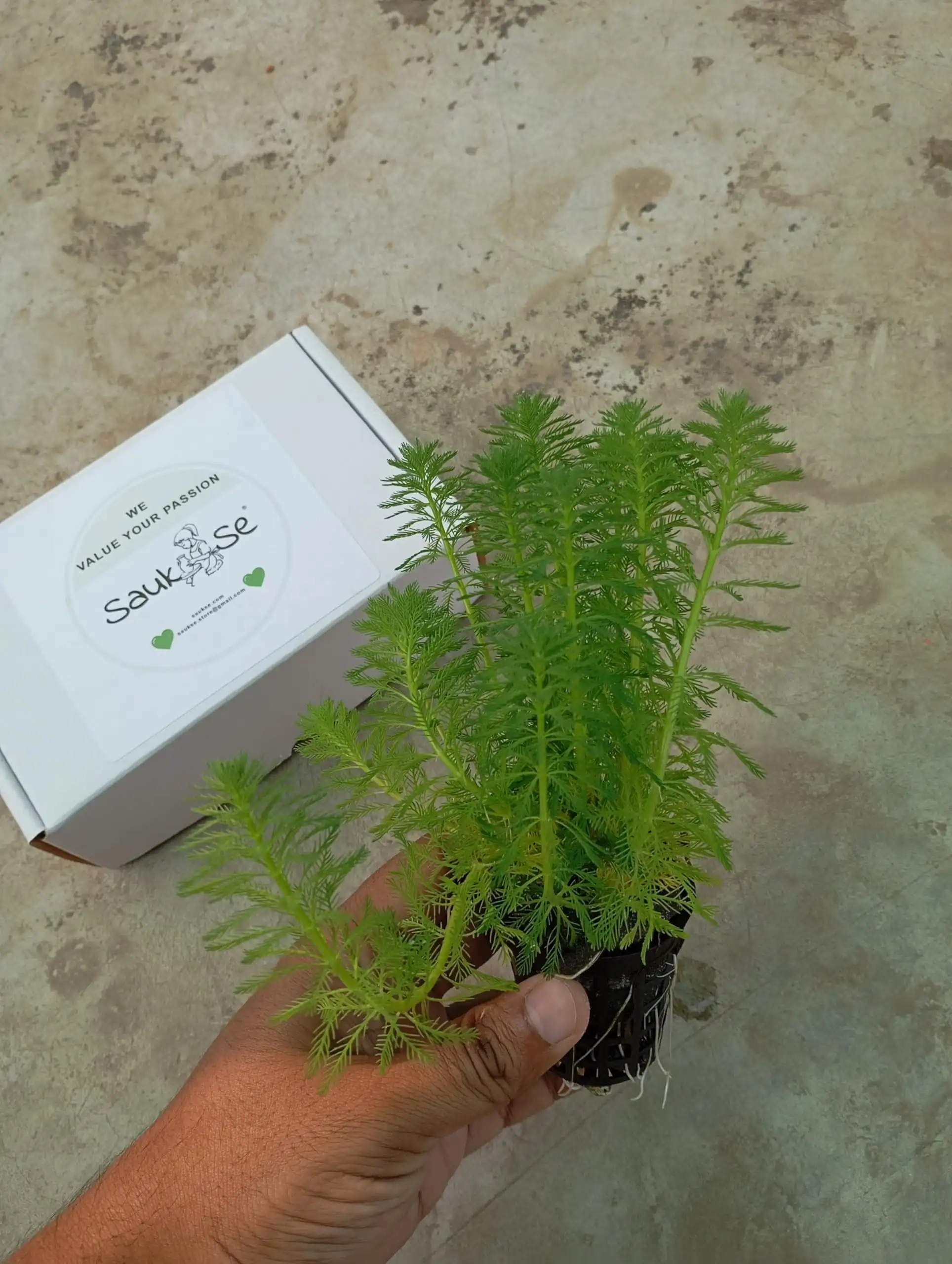 Myriophyllum Aquaticum Parrot Feather