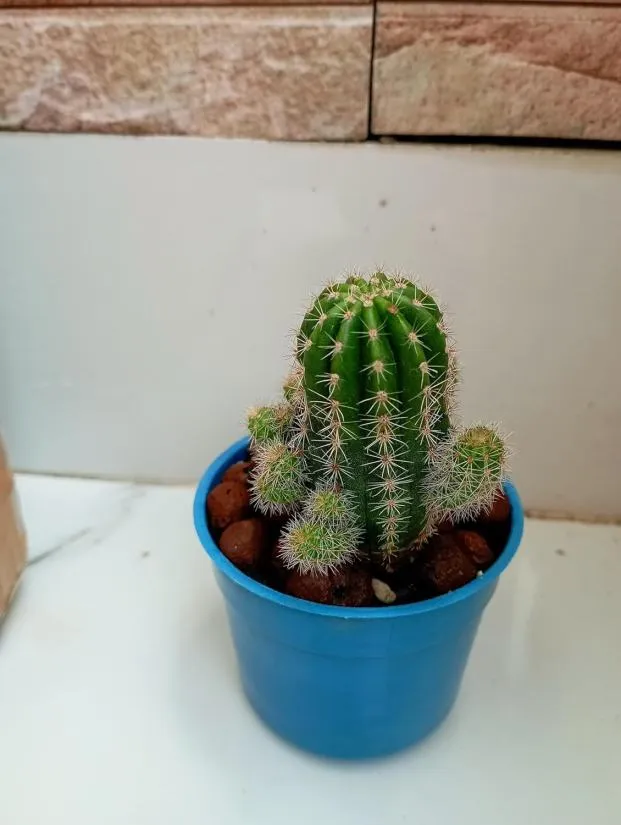 Golden Ball Barrel Cactus Potted Succulent Plant