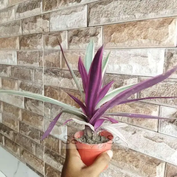 Moses in the Cradle: Stylish and Low-Maintenance